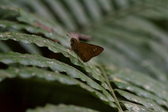 Caltoris cahira austeni