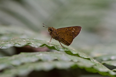 Caltoris cahira austeni