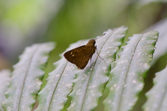 Caltoris cahira austeni