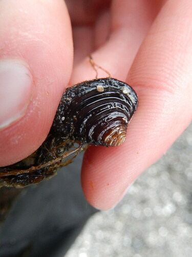 Elliptical Astarte Clam