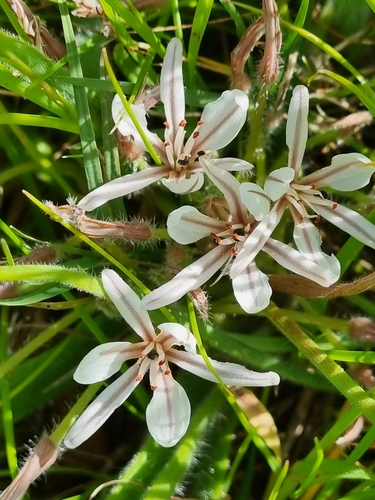 Trachyandra hispida