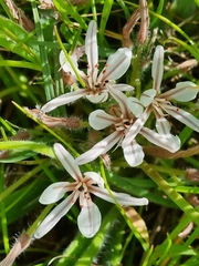 Trachyandra hispida