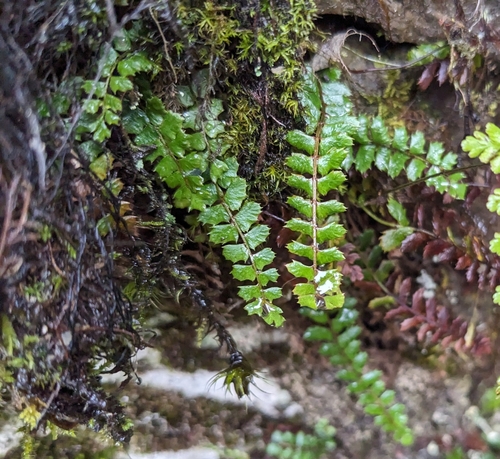 Polystichum atkinsonii iNat (2)
