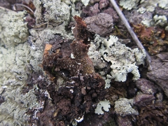 Flavoparmelia haysomii