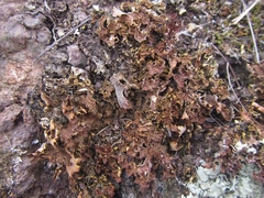 Pseudocyphellaria neglecta