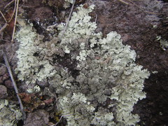 Flavoparmelia haysomii