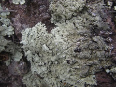 Flavoparmelia haysomii