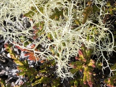 Alectoria ochroleuca