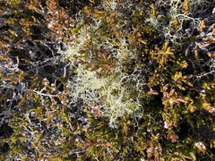 Alectoria ochroleuca