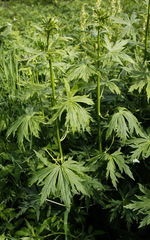 Aconitum fischeri