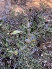 Petalidium aromaticum aromaticum