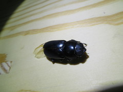 Dorcus rubrofemoratus yamadai