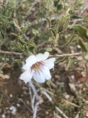 Petalidium aromaticum aromaticum