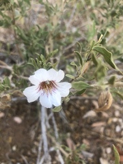 Petalidium aromaticum aromaticum