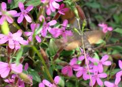 Macroglossum stellatarum