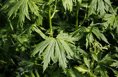 Aconitum fischeri