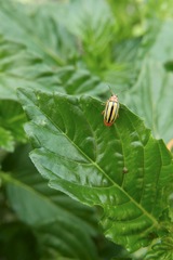 Disonycha spilotrachela