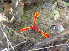 Etlingera megalocheilos