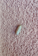 Chrysocrambus linetella
