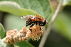 Palpada mexicana