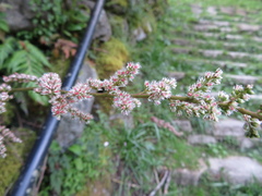 Astilbe longicarpa