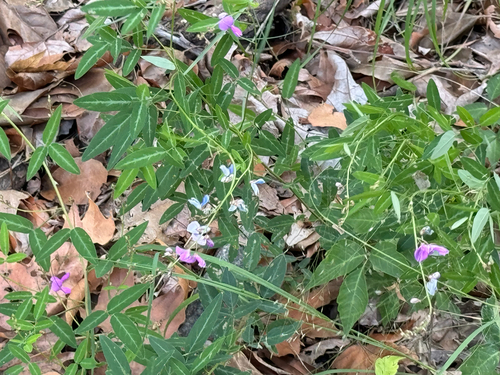 Image of Desmodium batocaulon by (c) CK2AZ, some rights reserved (CC BY)