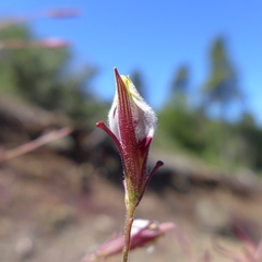 Cordylanthus tenuis brunneus