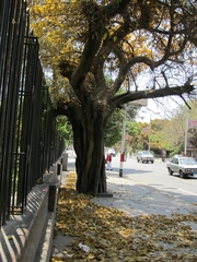 Magnoliopsida