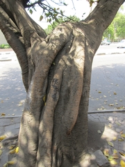 Magnoliopsida