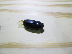 Dorcus rubrofemoratus yamadai