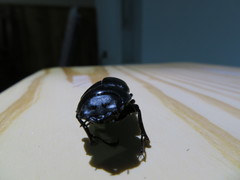 Dorcus rubrofemoratus yamadai