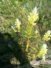 Melampyrum argyrocomum