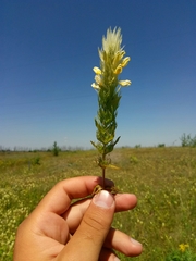 Melampyrum argyrocomum