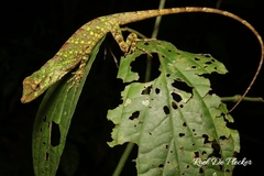 Good Anole photo 3