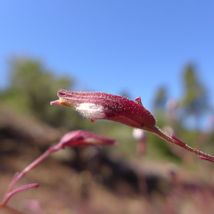 Cordylanthus tenuis brunneus