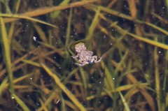 Bufotes viridis viridis