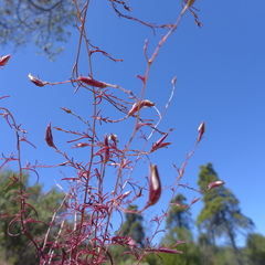 Cordylanthus tenuis brunneus