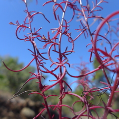 Cordylanthus tenuis brunneus