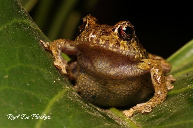 Quindio Robber Frog