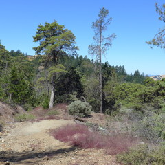 Cordylanthus tenuis brunneus