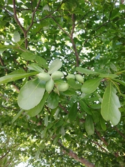 Terminalia molinetii