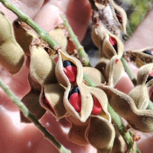Rhynchosia phaseoloides