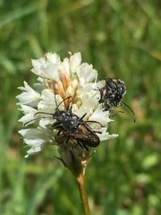 Rhagiini