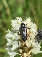 Rhagiini