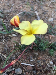 Oxalis massoniana