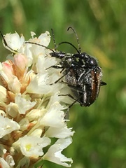 Rhagiini
