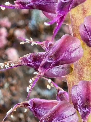 Image of Lachenalia splendida by (c) Jo Roberts, some rights reserved (CC BY)