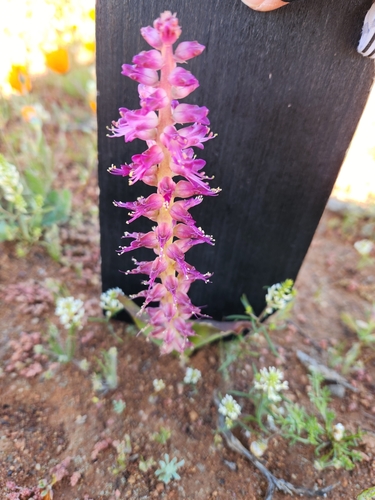 Image of Lachenalia splendida by (c) Jo Roberts, some rights reserved (CC BY)