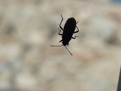 Bindweed Seedeating Bug