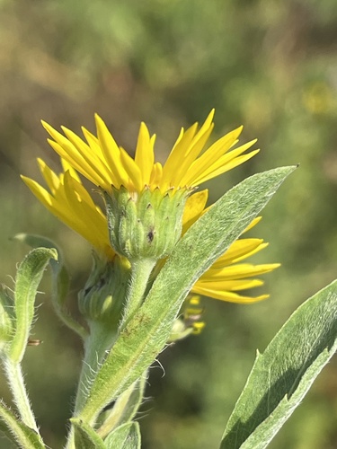 Image of Lemonyellow False Goldenaster (Heterotheca camporum) by no rights reserved
